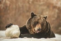 Beren in opvang Roemenië overwinteren in de sneeuw