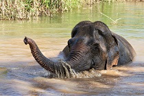 Businessmodel voor olifantvriendelijk toerisme