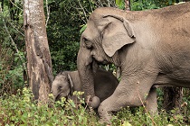 6 tips voor het uitzoeken van een olifantvriendelijke opvang